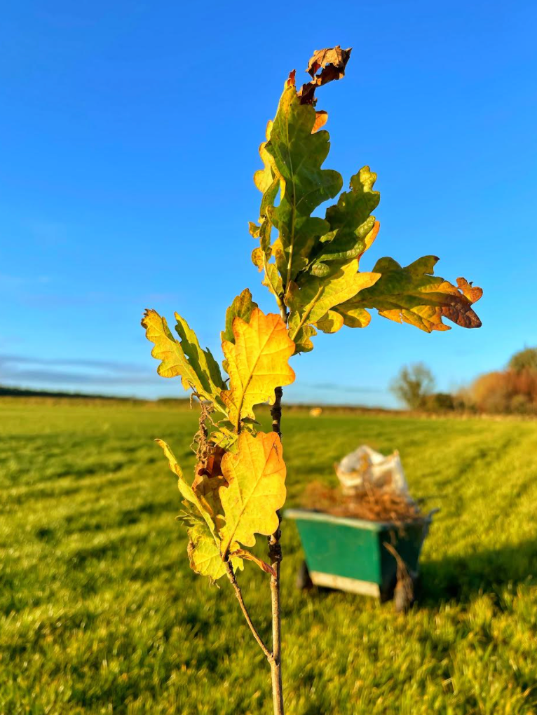 Plant a Tree